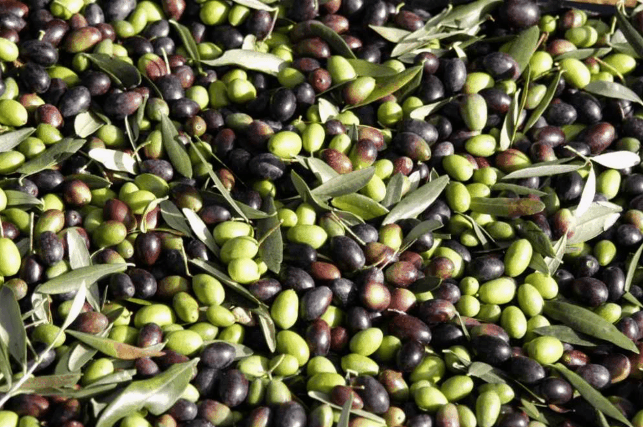 Avviata la stagione di raccolta delle olive