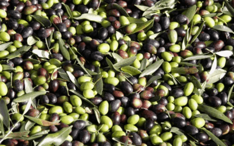 Avviata la stagione di raccolta delle olive
