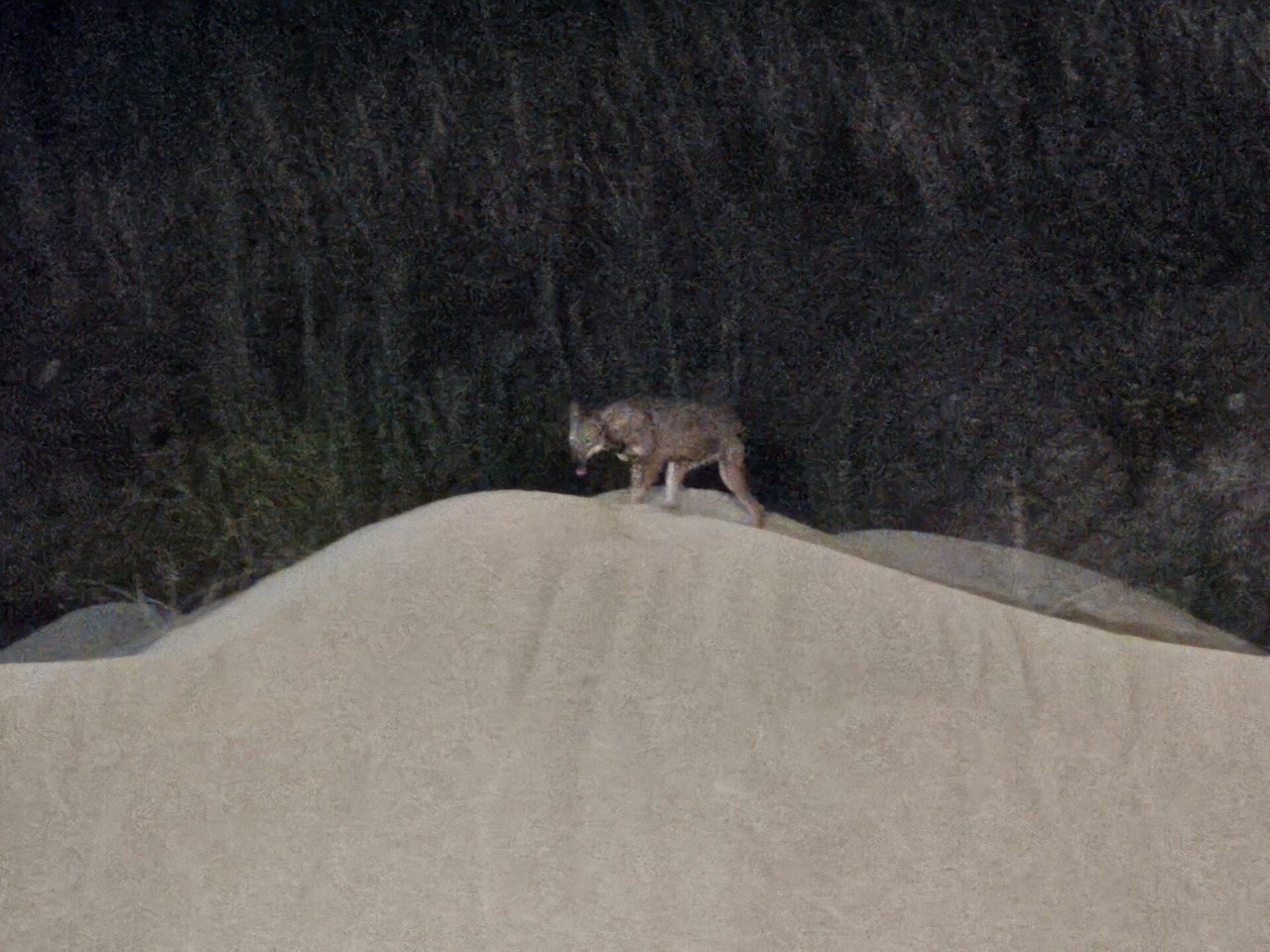 Lupi in periferia: residenti in ansia