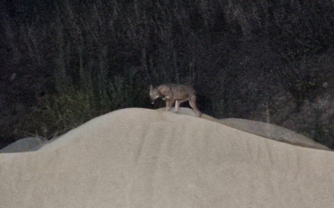 Lupi in periferia: residenti in ansia