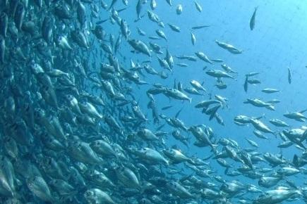 Specie in fuga: il mar Tirreno e i cambiamenti climatici