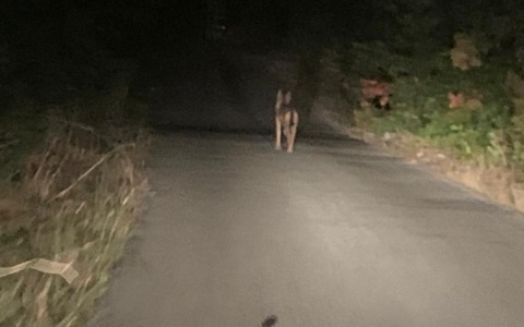 Intervento della Regione Lazio sull’emergenza lupi a Priverno