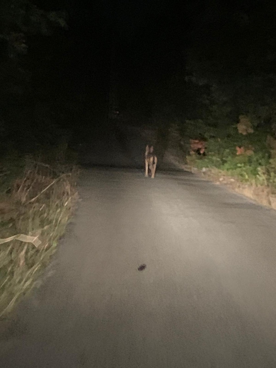 Intervento della Regione Lazio sull’emergenza lupi a Priverno