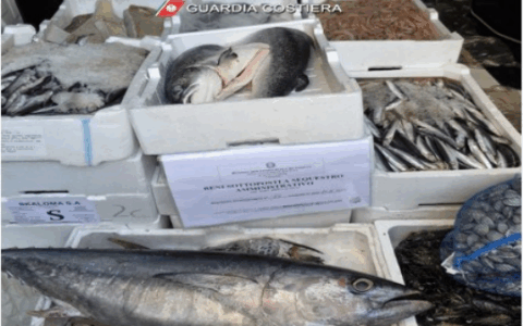 Sequestro di pesce privo di etichettatura da parte della Guardia Costiera