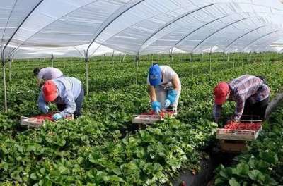 Tragedia sul lavoro: bracciante muore a Sezze, Cgil chiede chiarezza