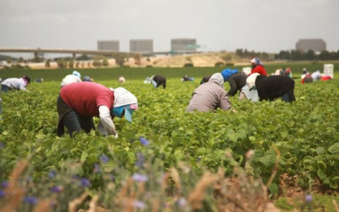 Un bracciante indiano di 55 anni muore a Sezze