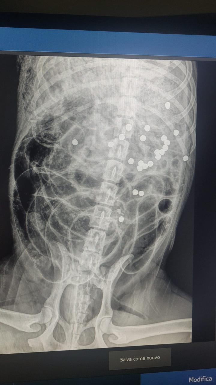 Un Labrador ucciso da un colpo di fucile: scattano le denunce delle associazioni