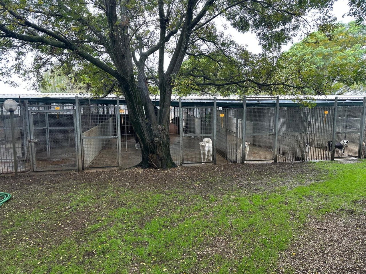 Pontinia avvia il progetto “Ti affido un amico”: aiuti economici per chi accoglie cani