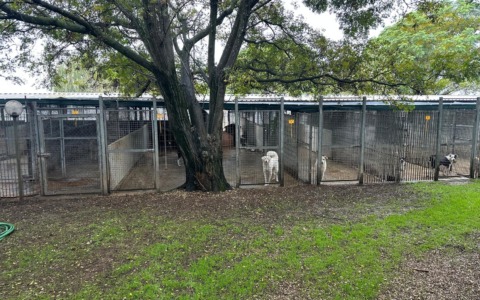 Pontinia avvia il progetto “Ti affido un amico”: aiuti economici per chi accoglie cani