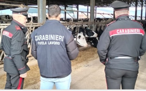 Titolare di azienda zootecnica denunciato per gravi irregolarità lavorative