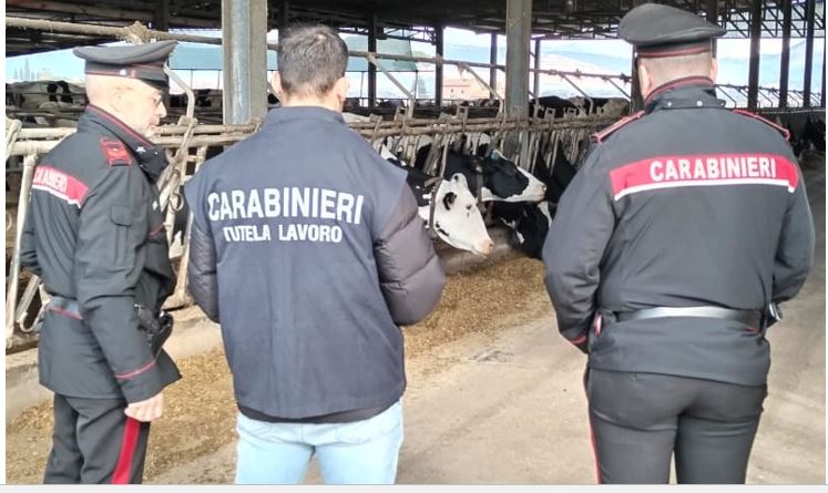 Titolare di azienda zootecnica denunciato per gravi irregolarità lavorative