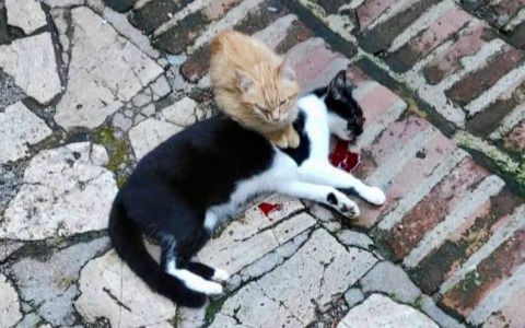 Gatta uccisa a sassate, un cucciolo veglia il corpo della madre