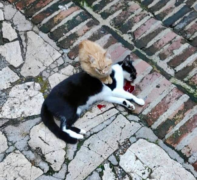 Gatta uccisa a sassate, un cucciolo veglia il corpo della madre