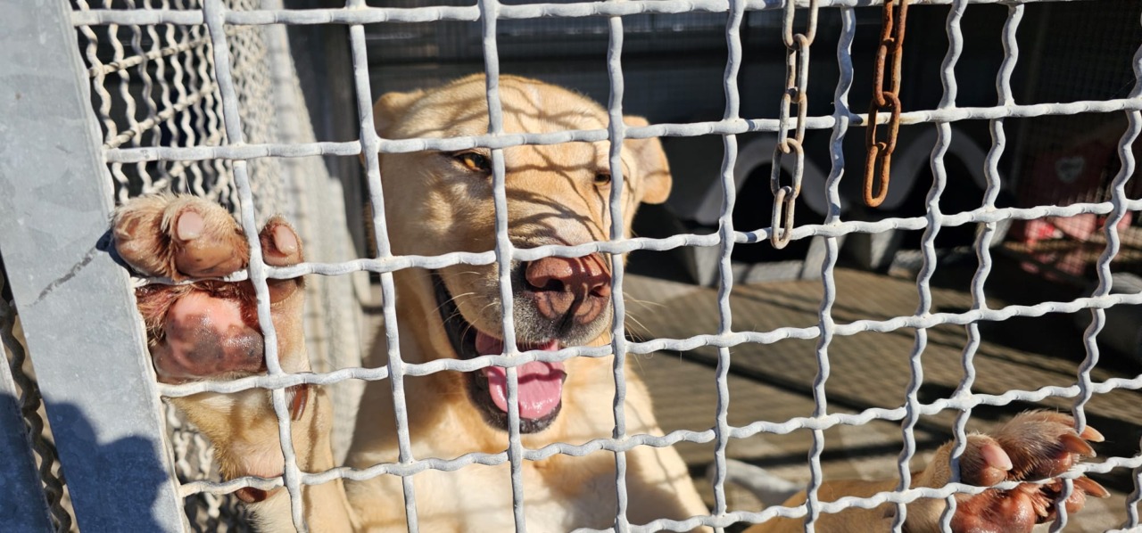 Sant’Antonio Abate, benedetti i cani e gatti del canile di Terracina