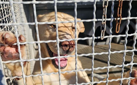 Sant’Antonio Abate, benedetti i cani e gatti del canile di Terracina