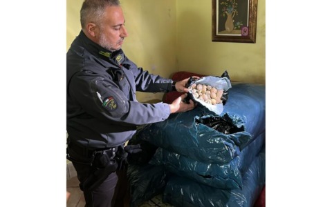 Scoperti 15 mila bulbi di papavero da oppio: arrestato un cittadino indiano