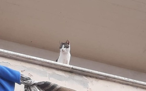 Avviata la campagna di sterilizzazione e identificazione dei gatti