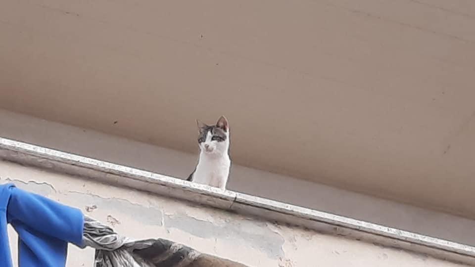 Avviata la campagna di sterilizzazione e identificazione dei gatti