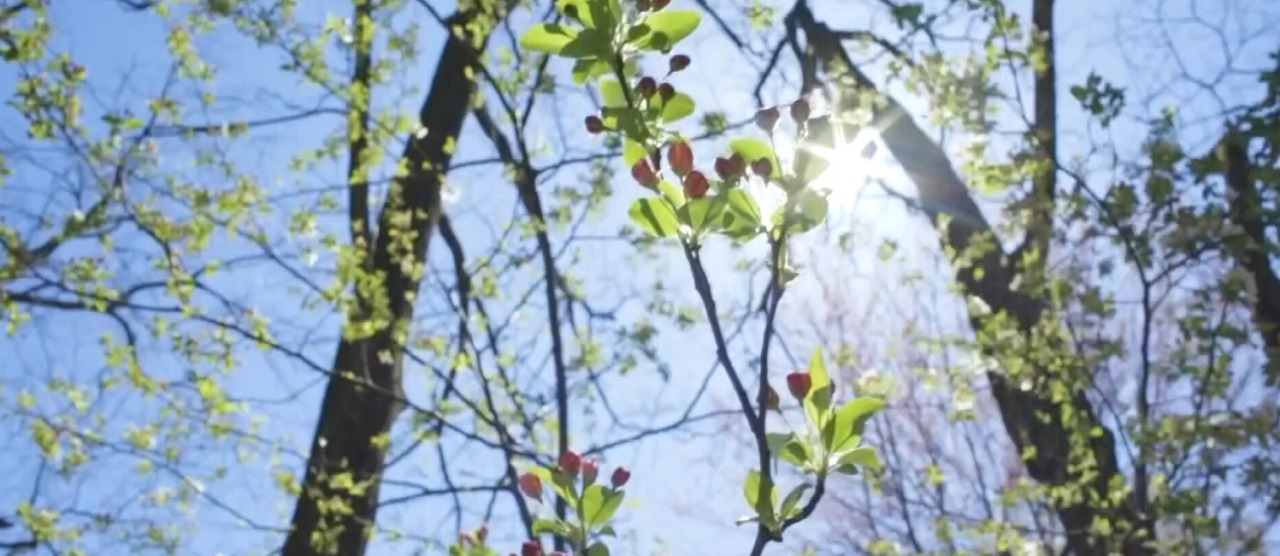 Temperature sopra la media, attenzione a nebbie e valanghe in montagna
