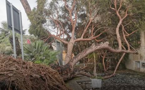 Un pino cade in via del Faro, chiuso piazzale San Francesco per sicurezza