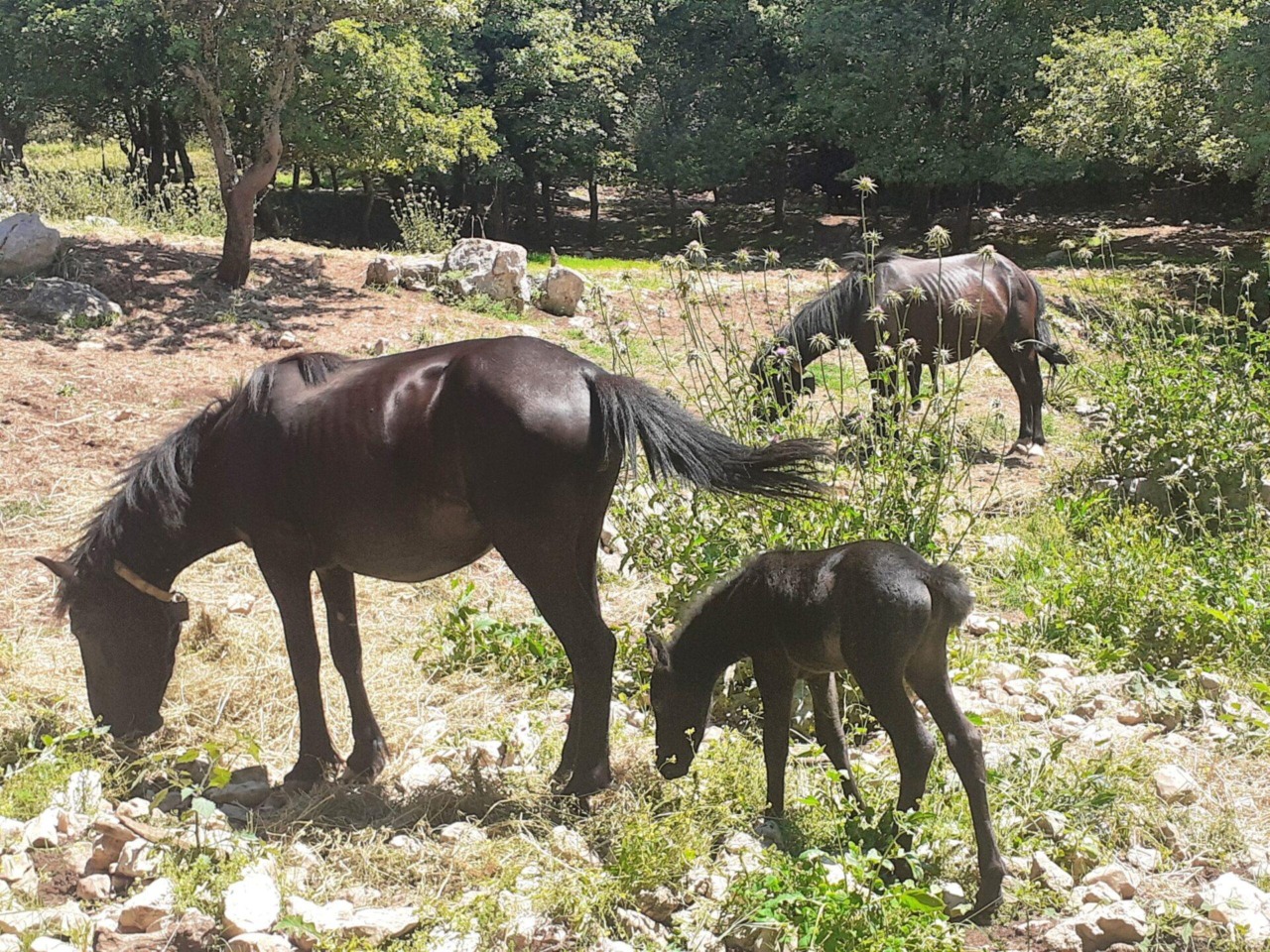 Cavalli in pericolo a Camposerianni: la denuncia di un allevatore