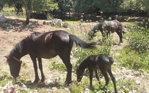 Cavalli in pericolo a Camposerianni: la denuncia di un allevatore