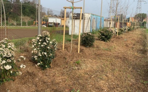 Oltre cento nuovi alberi piantati nel territorio comunale grazie a un progetto regionale