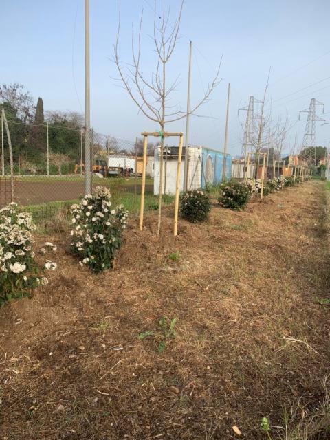 Oltre cento nuovi alberi piantati nel territorio comunale grazie a un progetto regionale