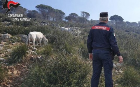Sanzione per allevatore di bovini in area boschiva incendiata a Maenza