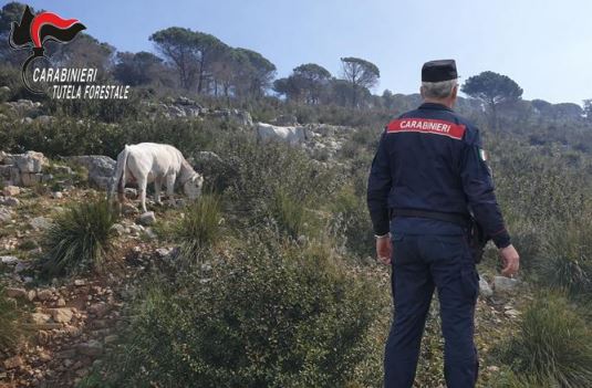 Sanzione per allevatore di bovini in area boschiva incendiata a Maenza