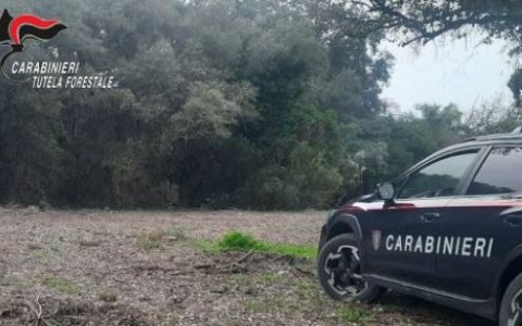 Disboscamento illegale di 1.000 mq nel Parco Nazionale del Circeo: due denunce