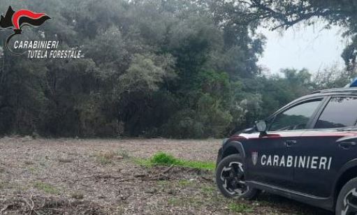 Disboscamento illegale di 1.000 mq nel Parco Nazionale del Circeo: due denunce