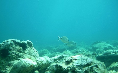 Il convegno “La salute del nostro mare” organizzato dal Rotary Terracina Fondi