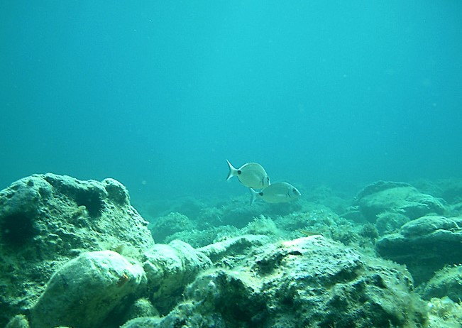 Il convegno “La salute del nostro mare” organizzato dal Rotary Terracina Fondi