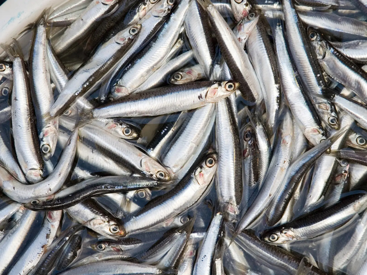 Il mercato ittico tra sfide e opportunità