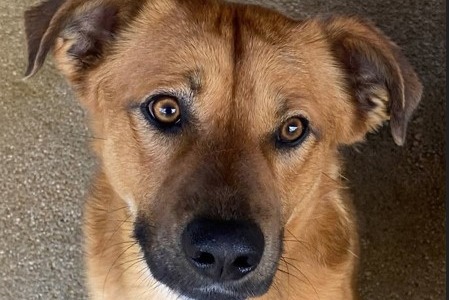 La sfilata dei cani in piazza del Popolo