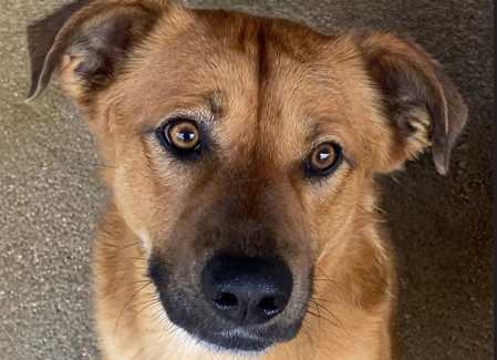 La sfilata dei cani in piazza del Popolo