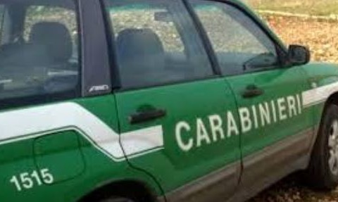 Sanzioni per pascolo abusivo in zona incendiata