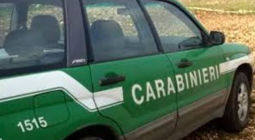Sanzioni per pascolo abusivo in zona incendiata